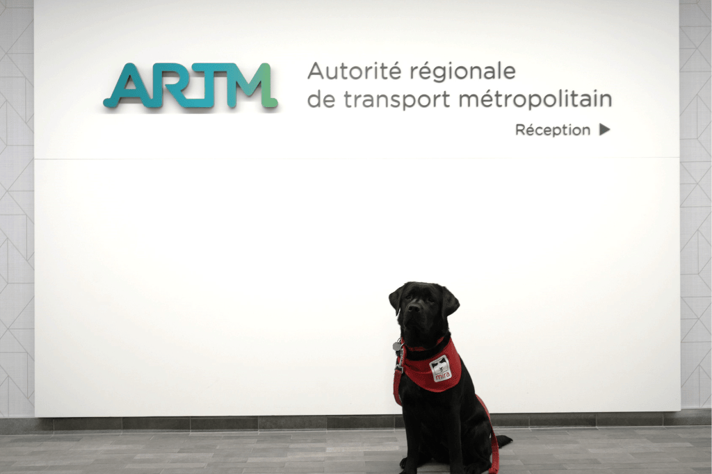 Un futur chien-guide ou d’assistance dans les bureaux de l’ARTM