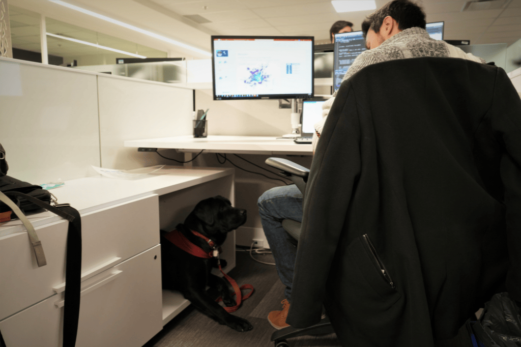 Le chien-guide couché sous le bureau du maître.