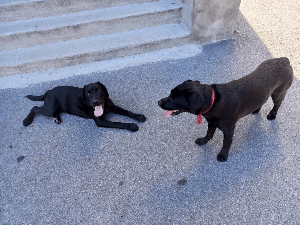 Le chien-guide en compagnie d'un autre chien.