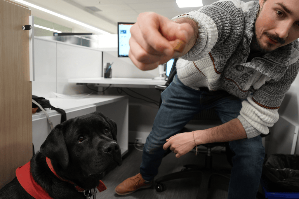 Le chien-guide qui regarde son maître lui offrir une friandise.